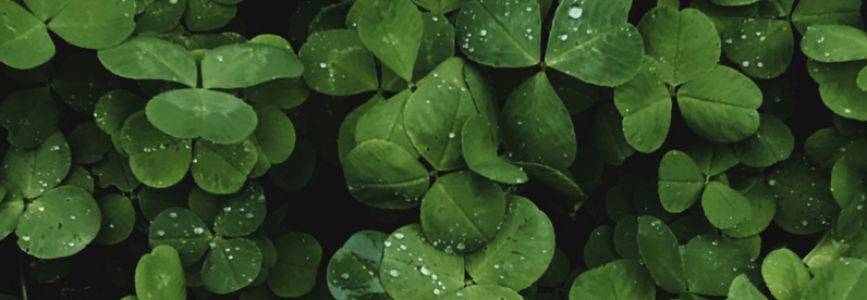 St Patrick's Day Collection